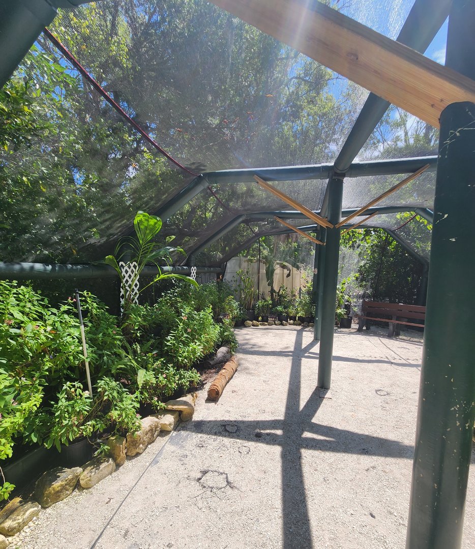 Sarasota Jungle Gardens (2023) - Butterfly house interior