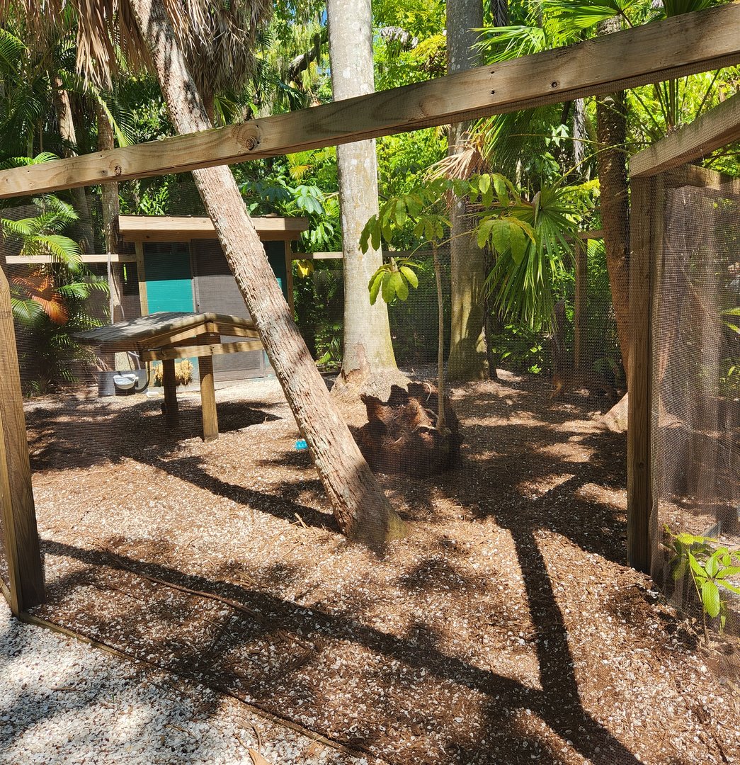 Sarasota Jungle Gardens (2023) - Chinese Muntjac enclosure