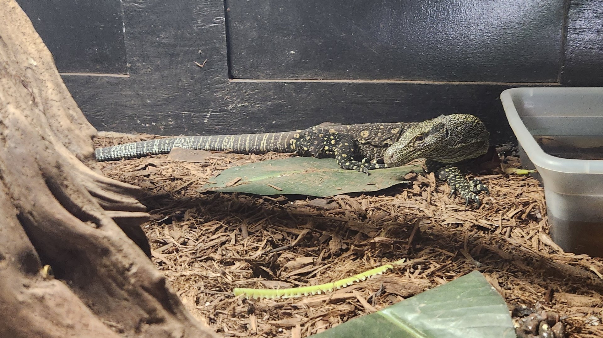 Sarasota Jungle Gardens (2023) - Crocodile Monitor