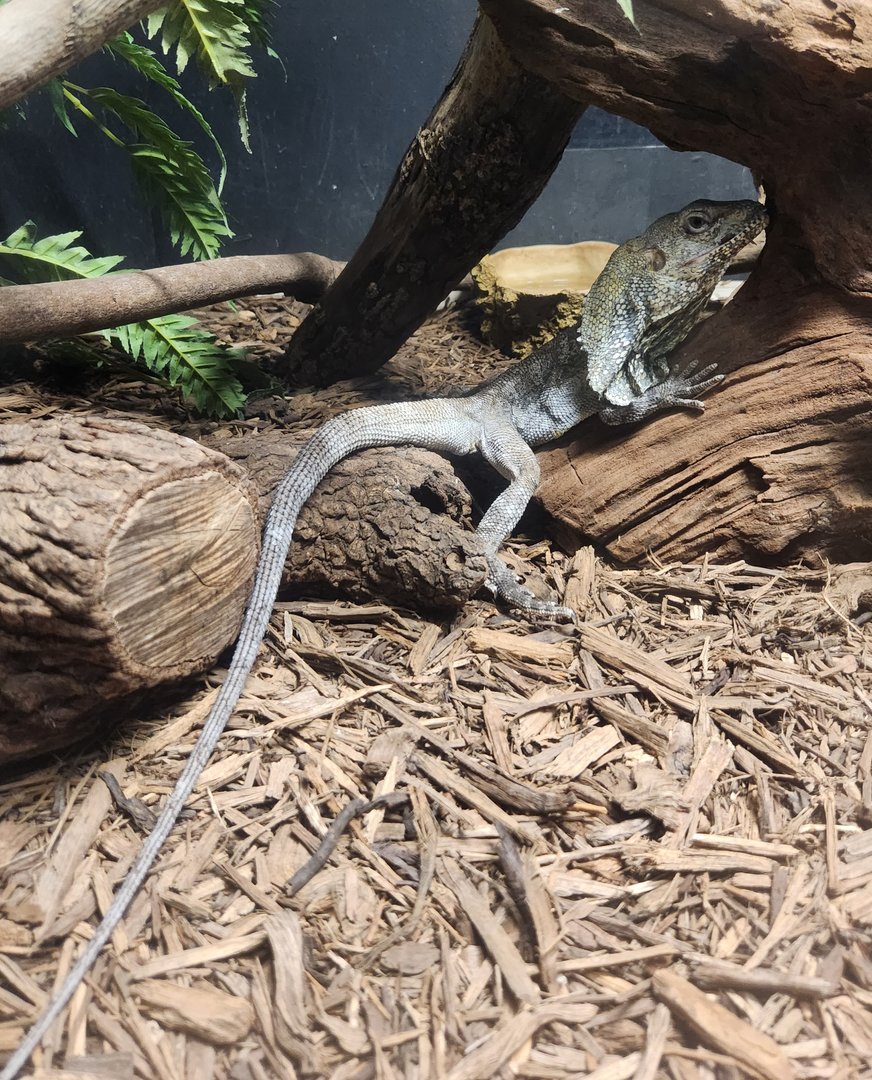 Sarasota Jungle Gardens (2023) - Frilled Lizard