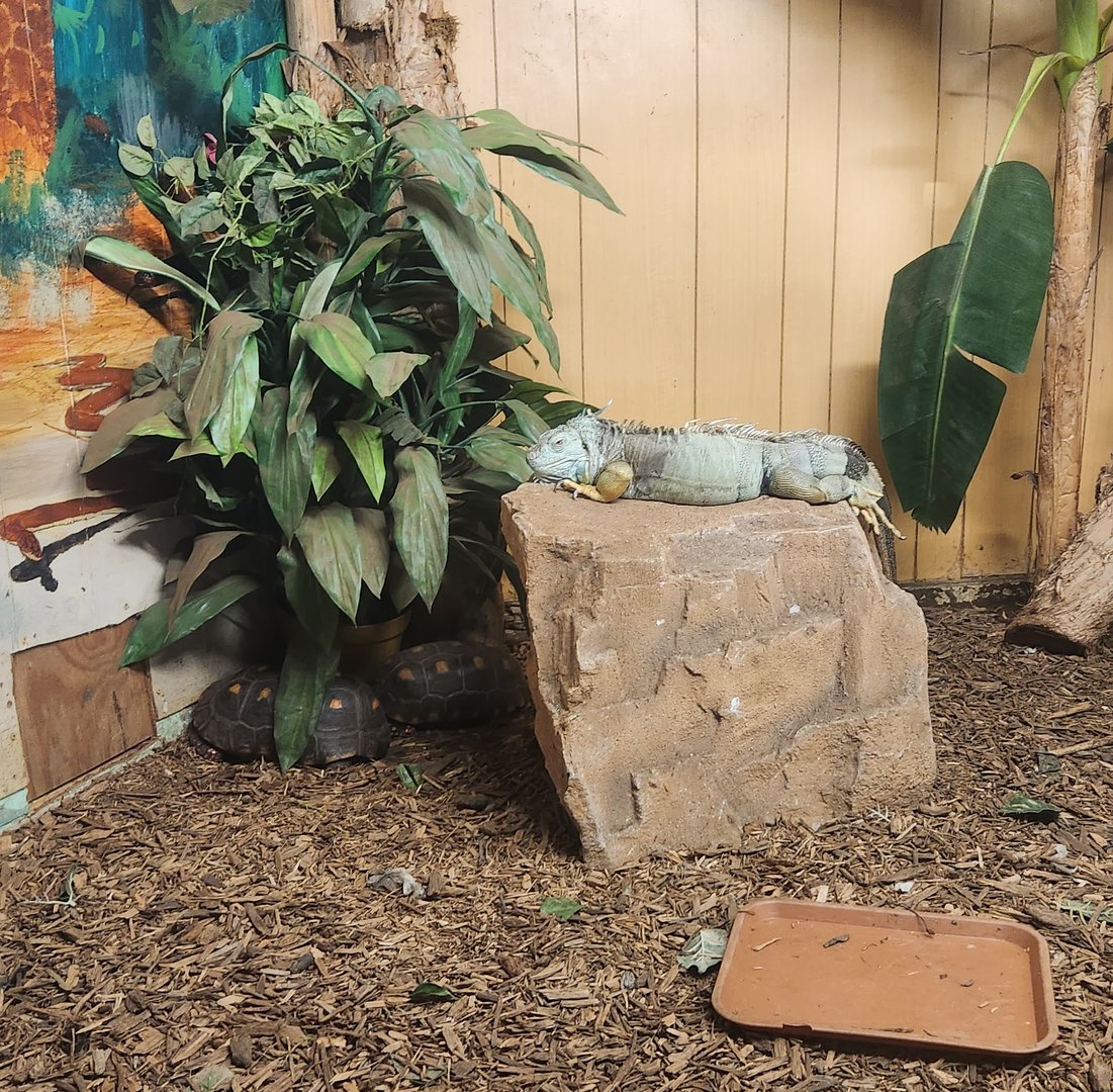 Sarasota Jungle Gardens (2023) - Green Iguana & Red-footed Tortoises