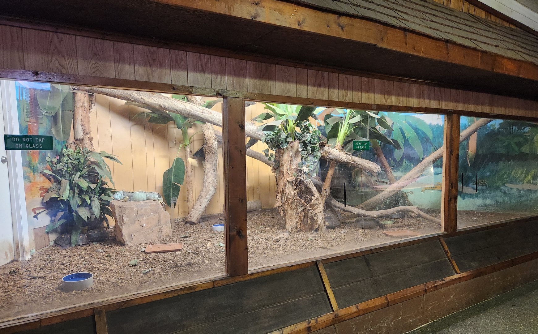 Sarasota Jungle Gardens (2023) - Iguana/Tortoise enclosure