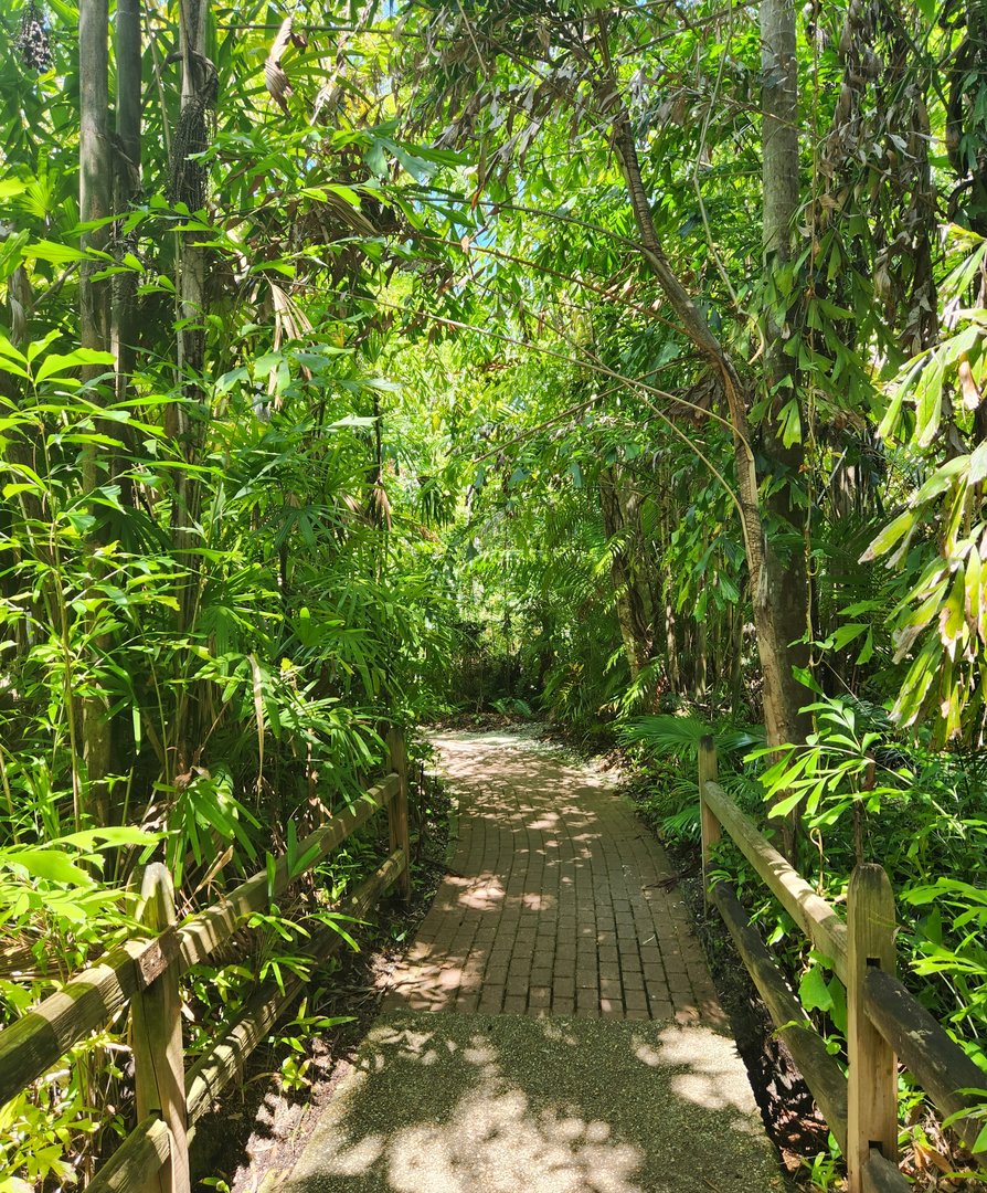 Sarasota Jungle Gardens (2023) - Jungle pathway