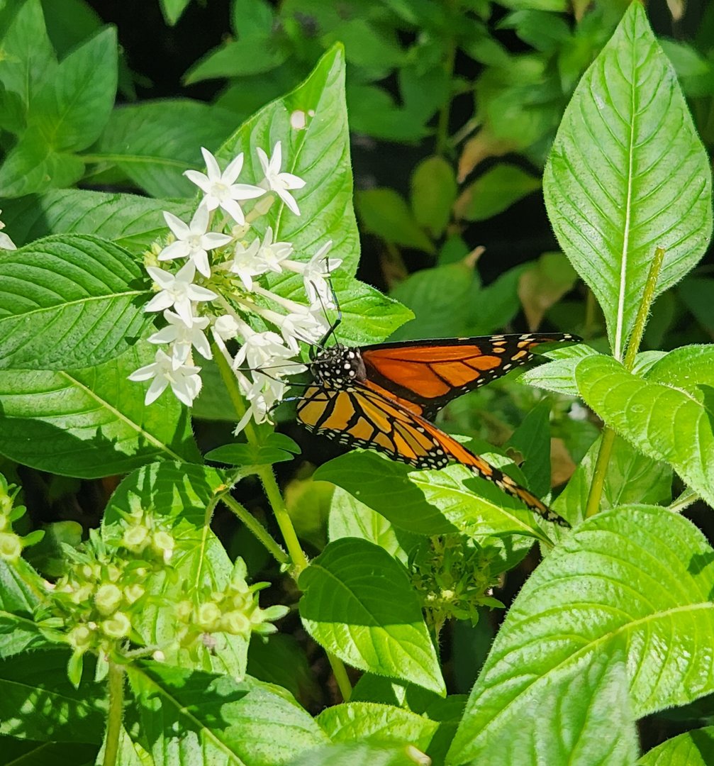 Sarasota Jungle Gardens (2023) - Monarch Butterfly