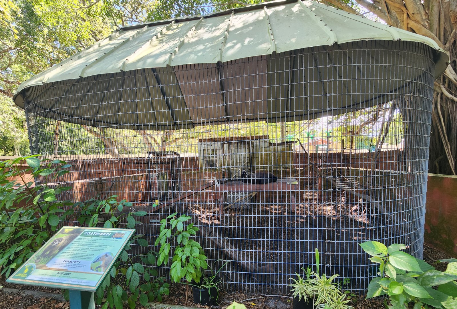 Sarasota Jungle Gardens (2023) - Northern Coati exhibit
