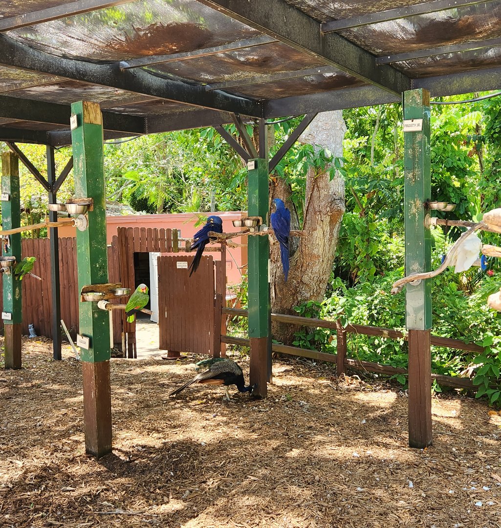 Sarasota Jungle Gardens (2023) - Parrots