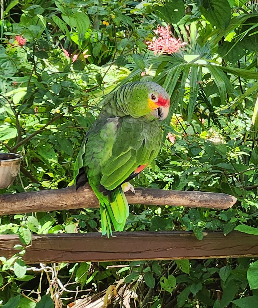 Sarasota Jungle Gardens (2023) - Red-lored Amazon(?)