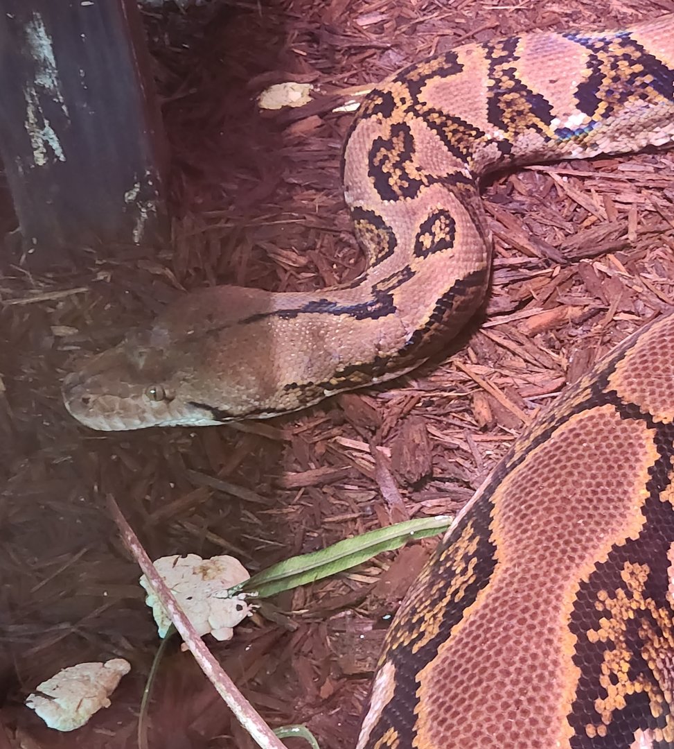 Sarasota Jungle Gardens (2023) - Reticulated Python