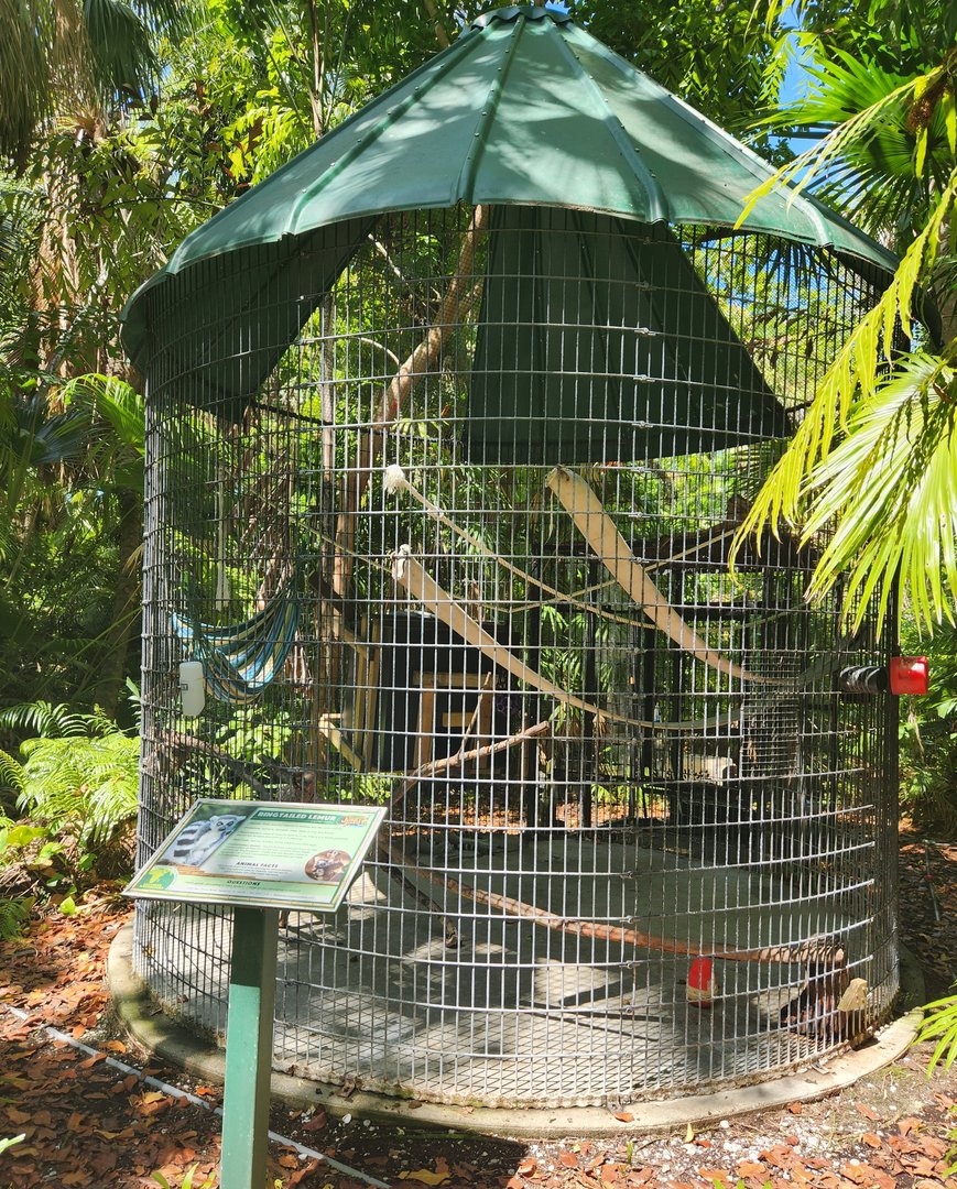 Sarasota Jungle Gardens (2023) - Ringtail Lemur enclosure #1