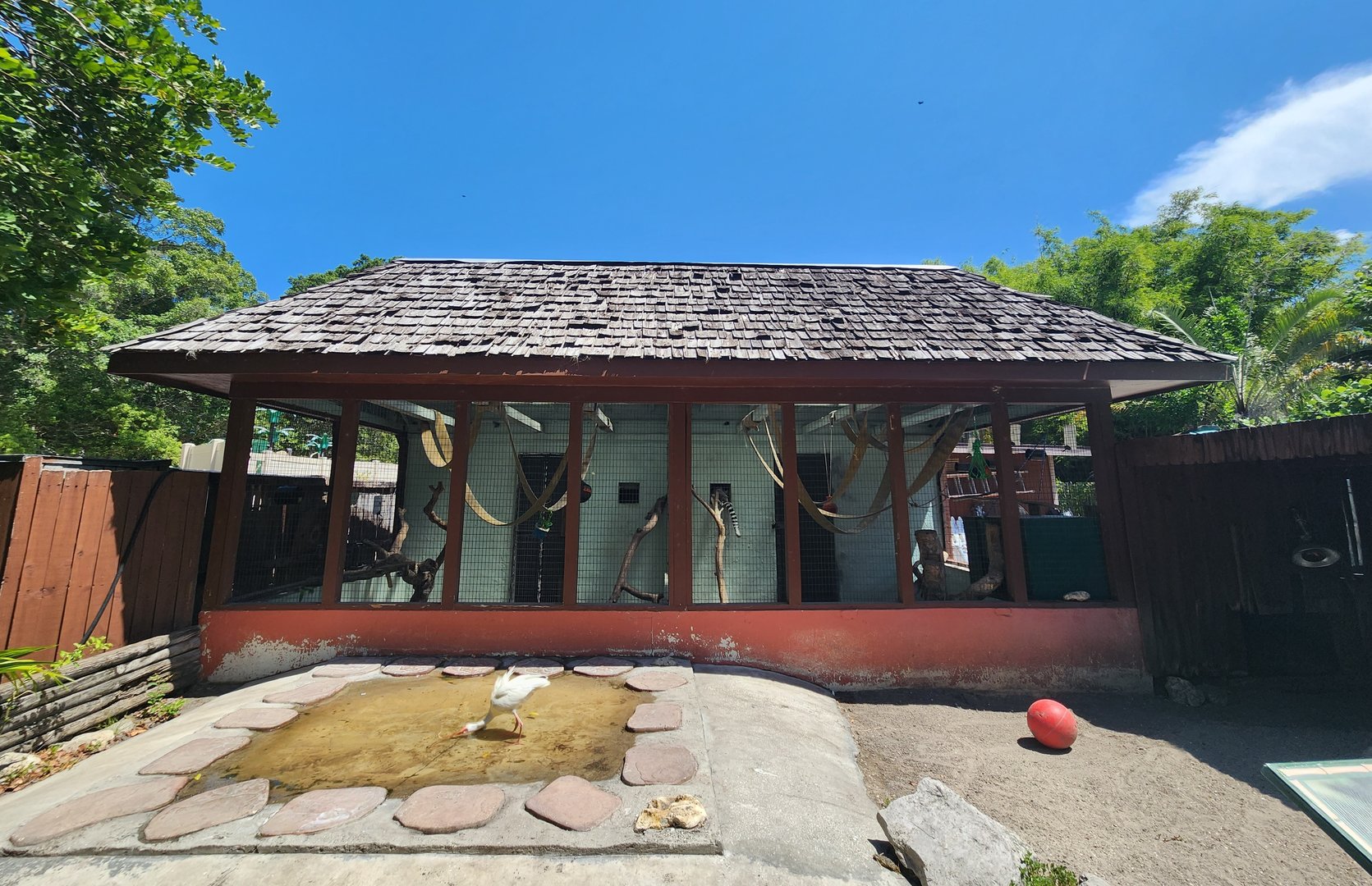 Sarasota Jungle Gardens (2023) - Sulcata Tortoise yard + Ringtail Lemur enclosure #2