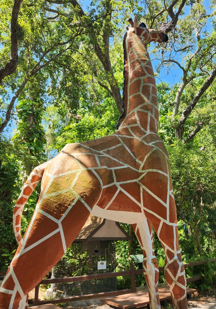 Sarasota Jungle Gardens (2023) - The only Giraffe in Sarasota