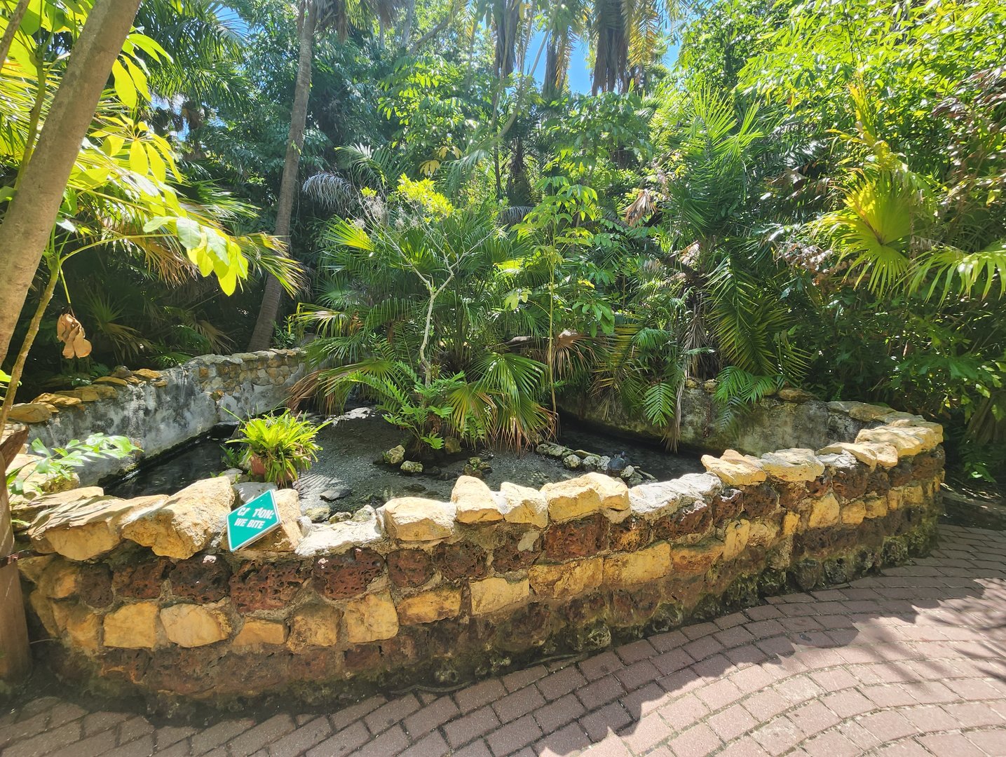 Sarasota Jungle Gardens (2023) - Turtle pond