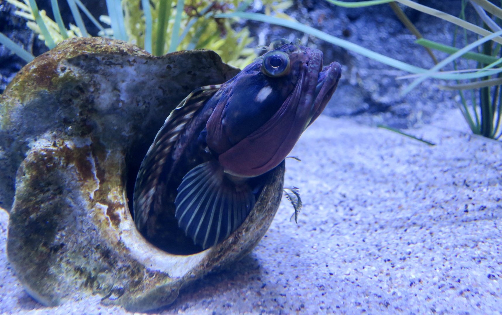 Sarcastic Fringehead (Neoclinus blanchardi)