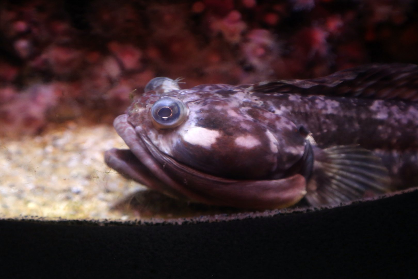 Sarcastic Fringehead (Neoclinus blanchardi)