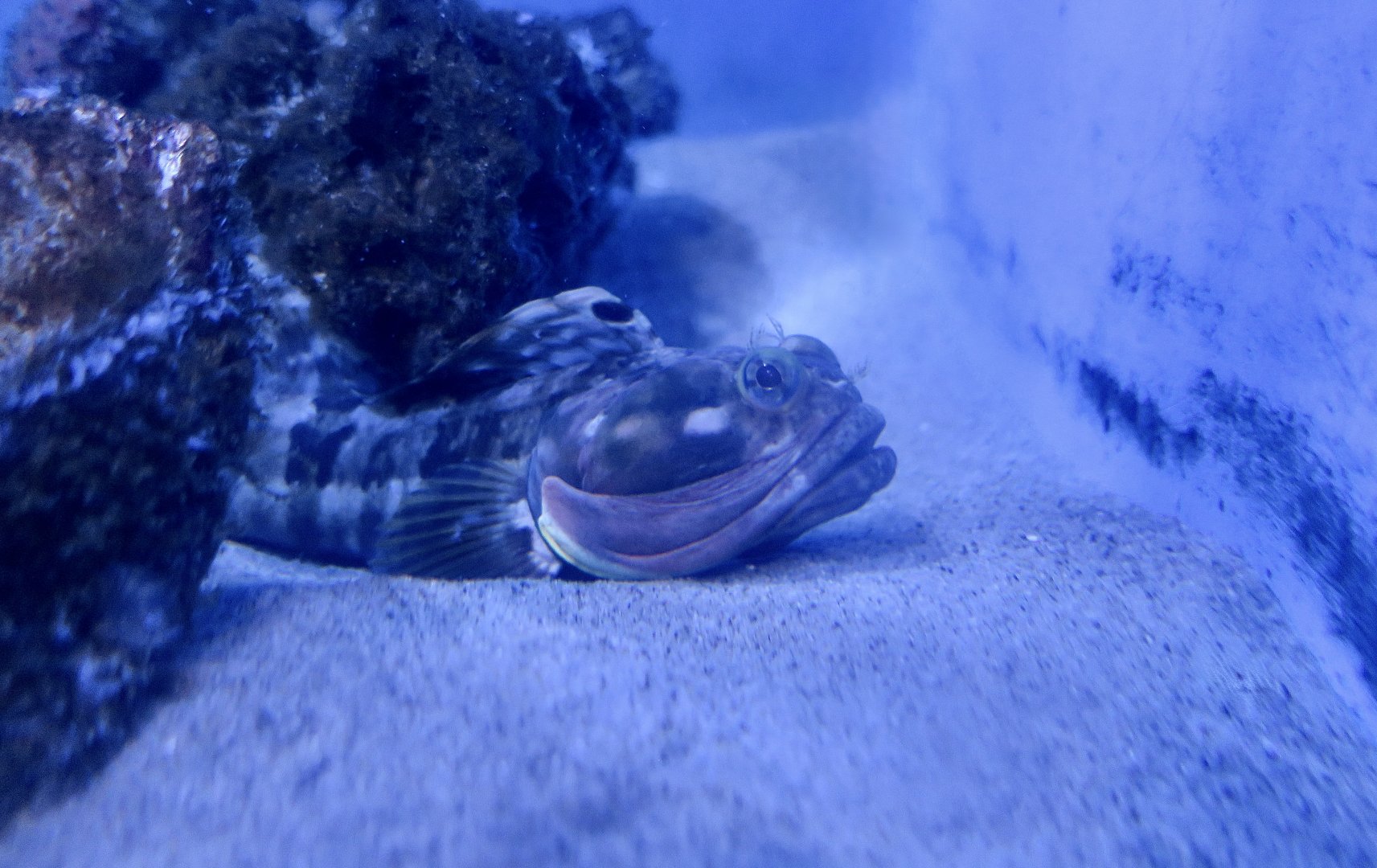 Sarcastic Fringehead (Neoclinus blanchardi)