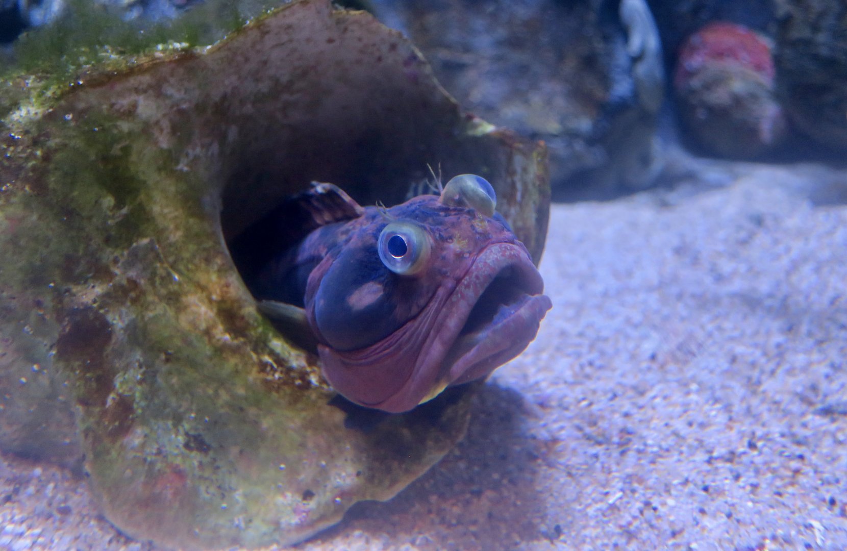 Sarcastic Fringehead (Neoclinus blanchardi)