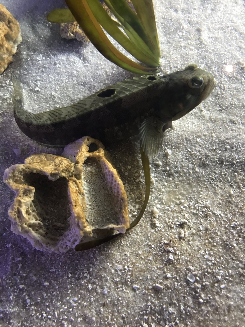 Sarcastic fringehead