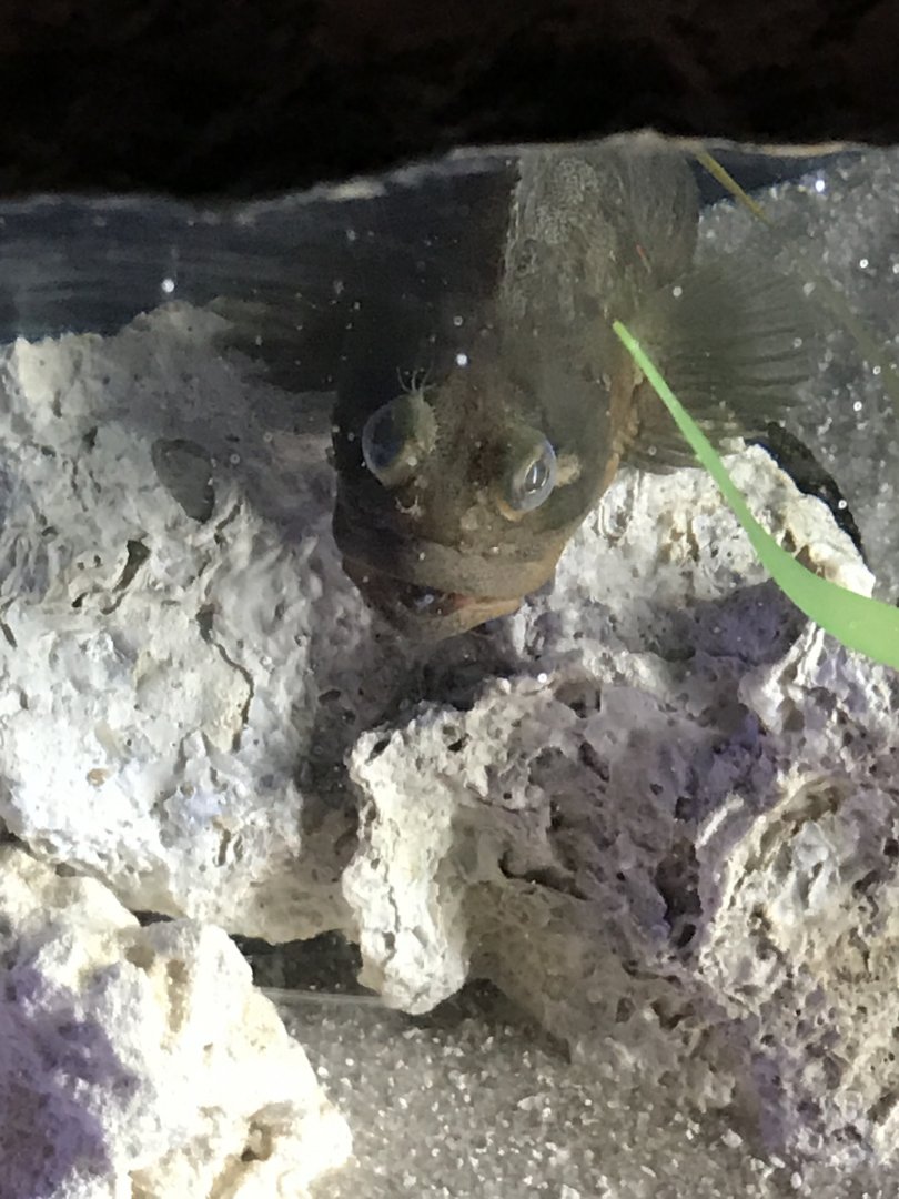 Sarcastic fringehead