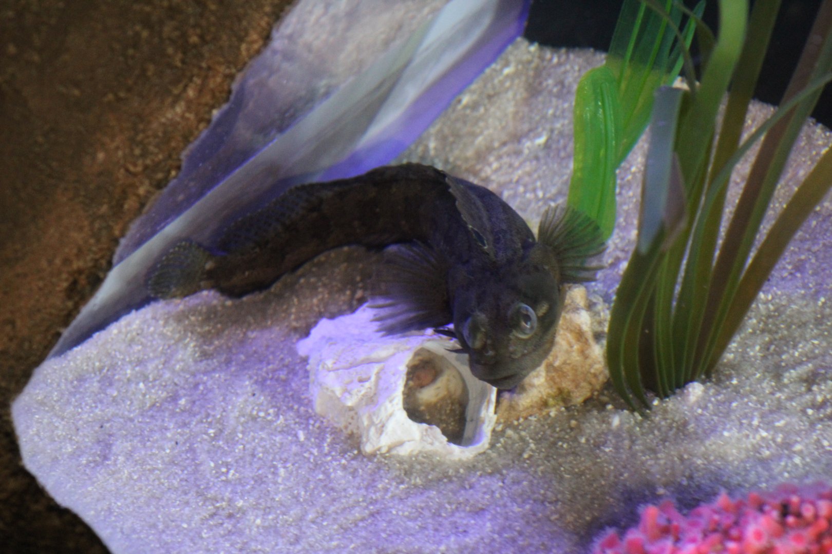 Sarcastic Fringehead