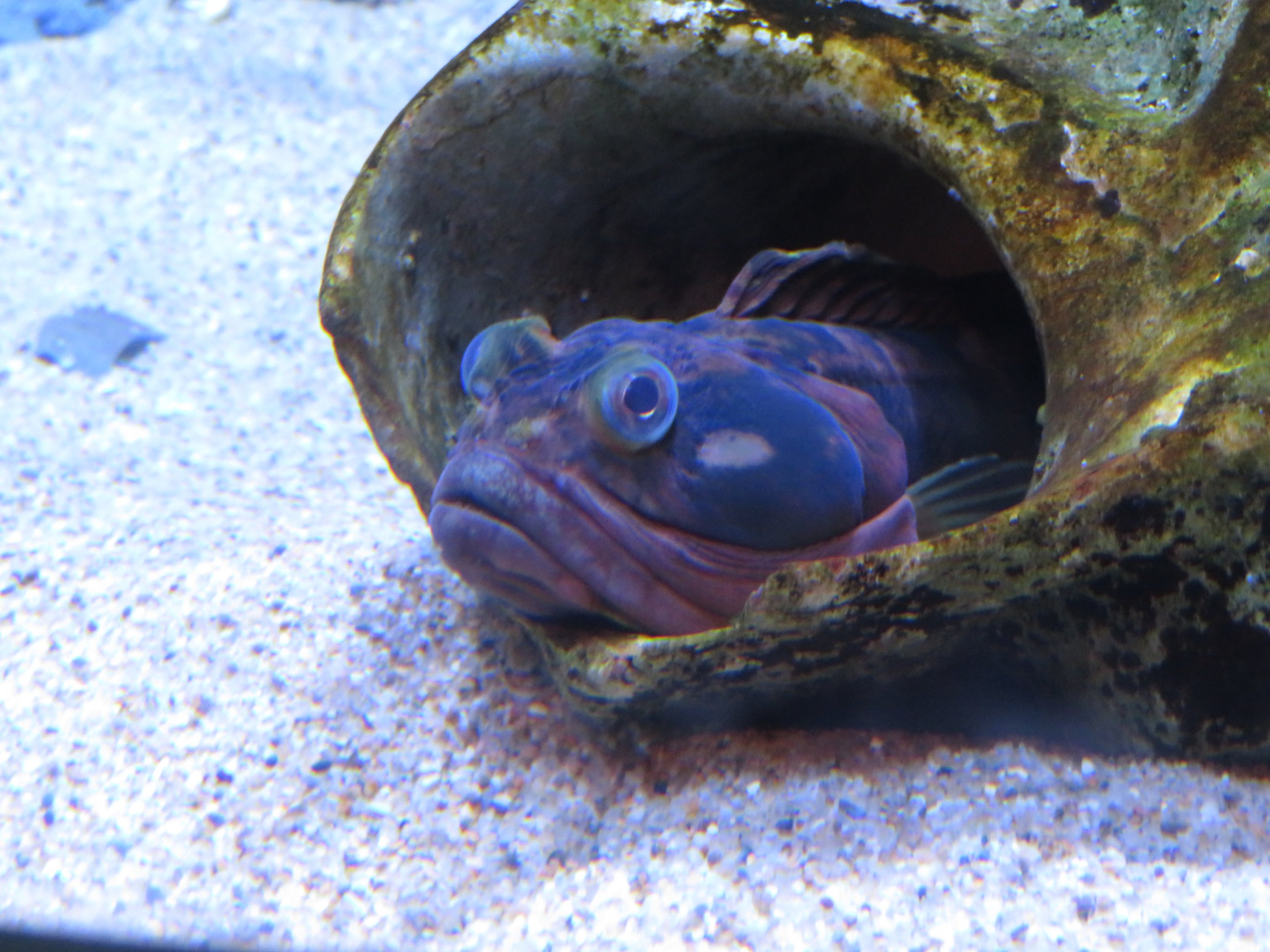 Sarcastic Fringehead