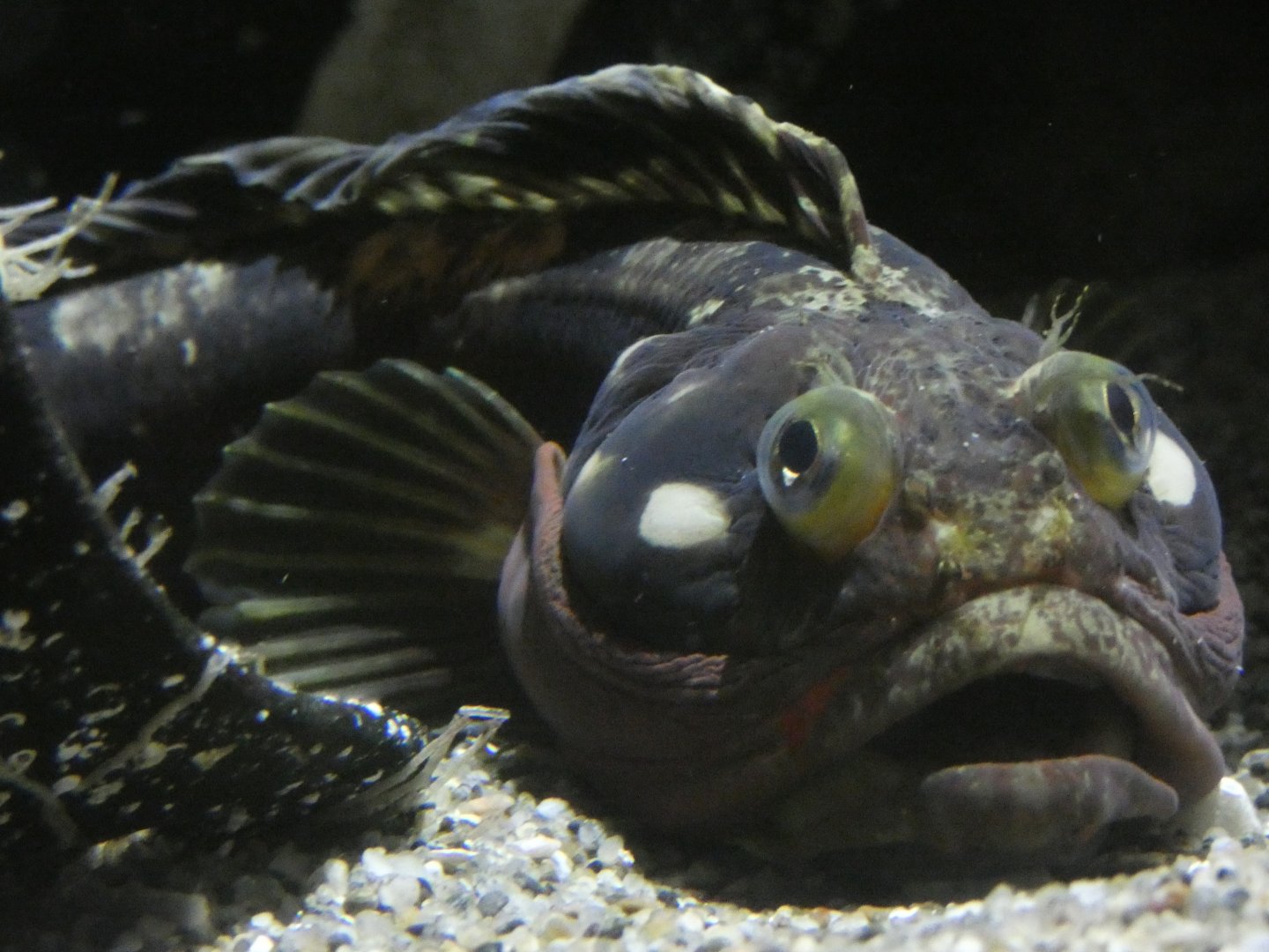 Sarcastic fringehead