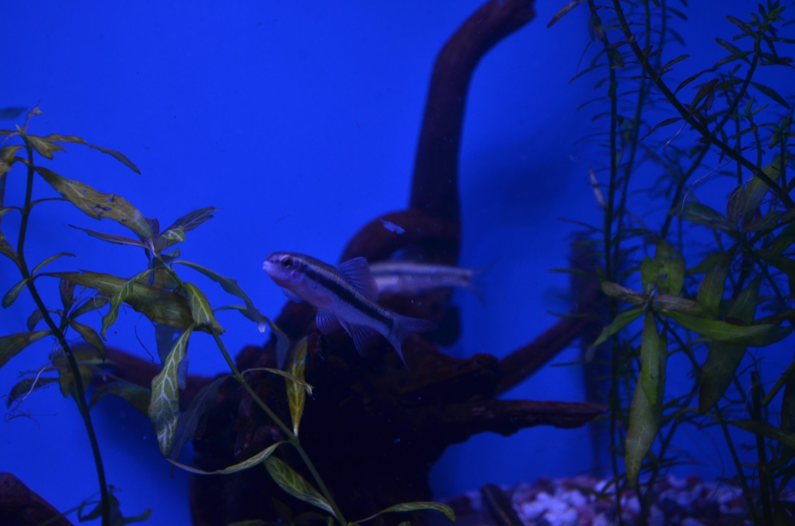 Sarcocheilichthys parvus