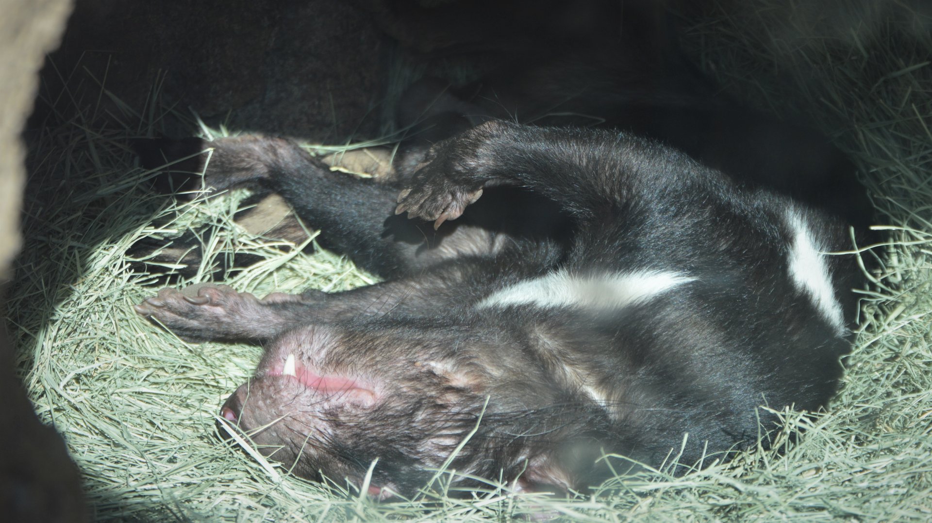 Sarcophilus harrisii doing sleep yoga apparently