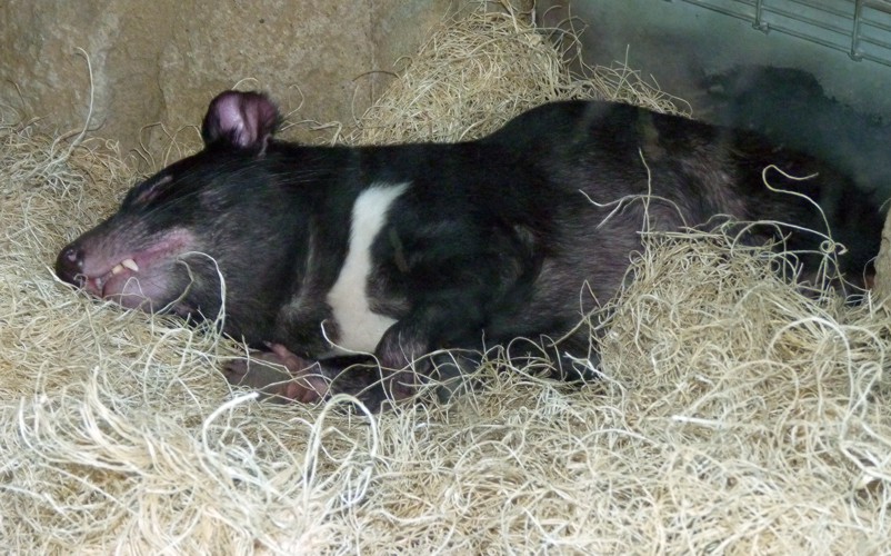 Sarcophilus harrisii