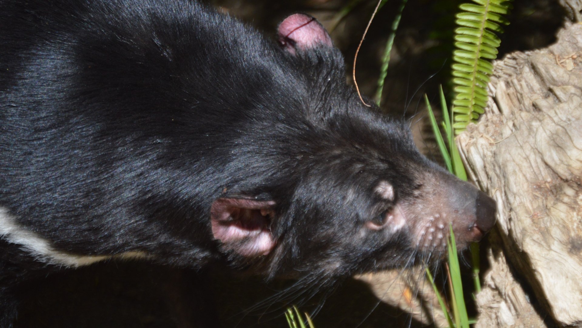 Sarcophilus harrisii