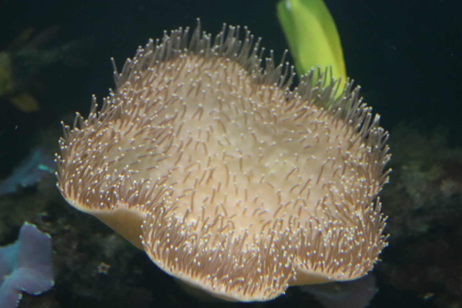 Sarcophyton ehrenbergi?