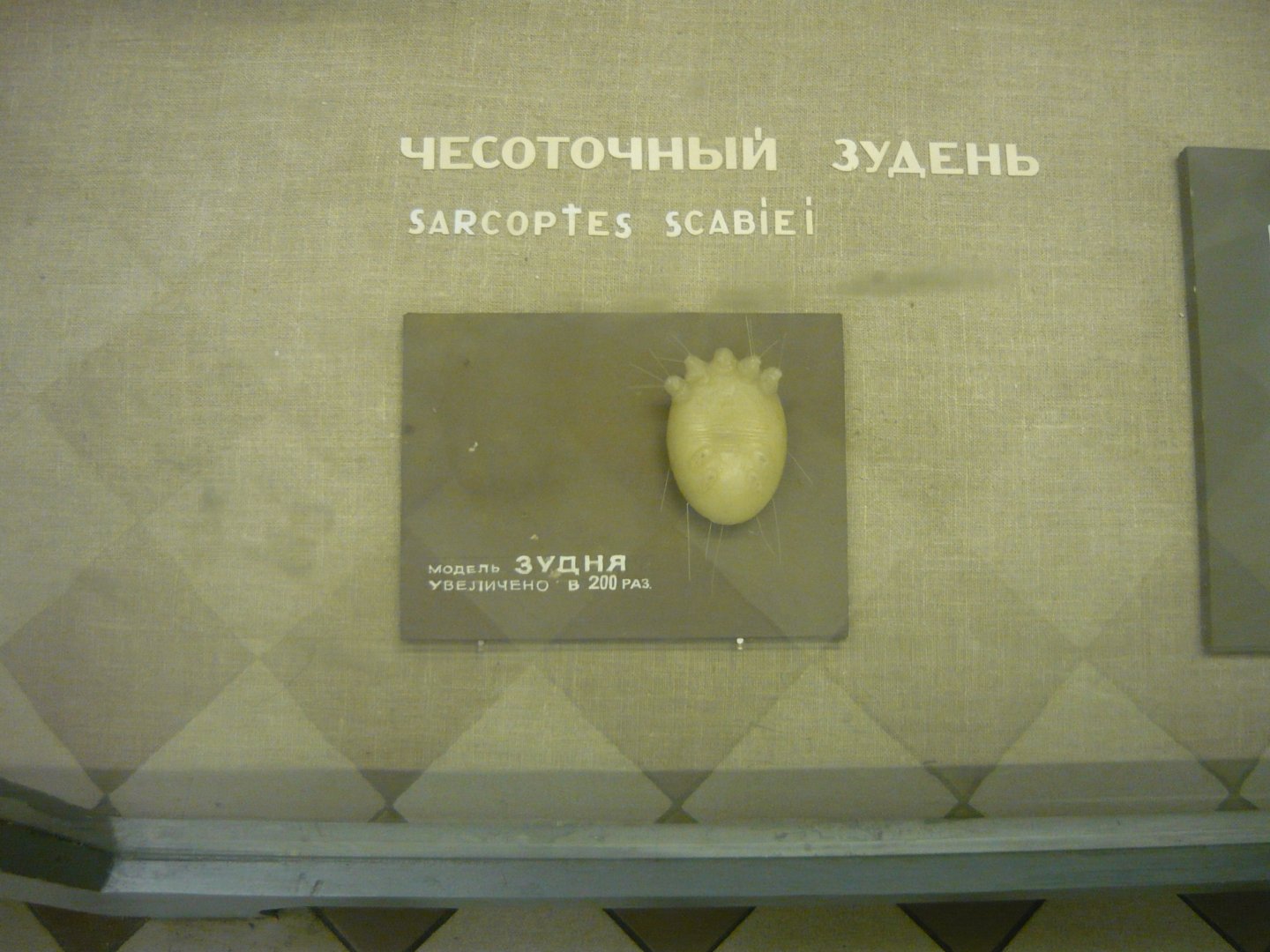 Sarcoptic mange mite model