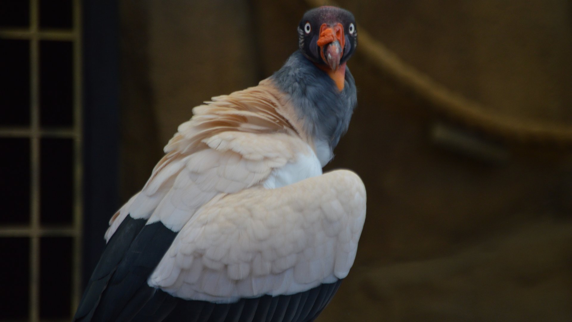 Sarcoramphus papa (Clark)