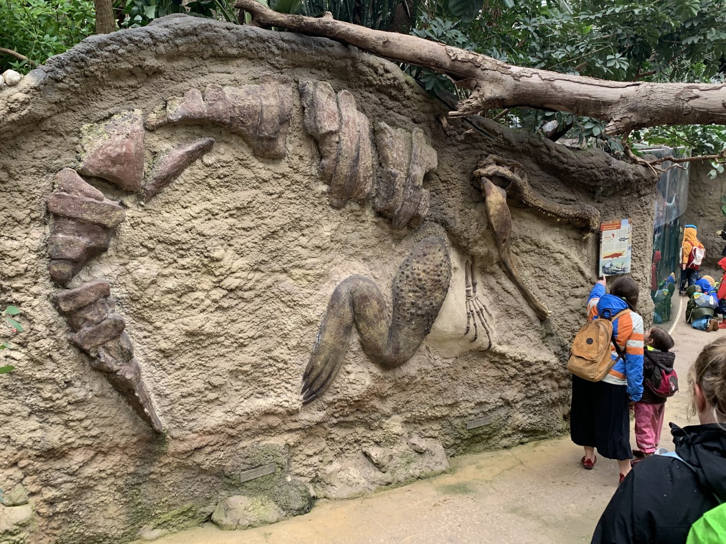 Sarcosuchus "fossil"