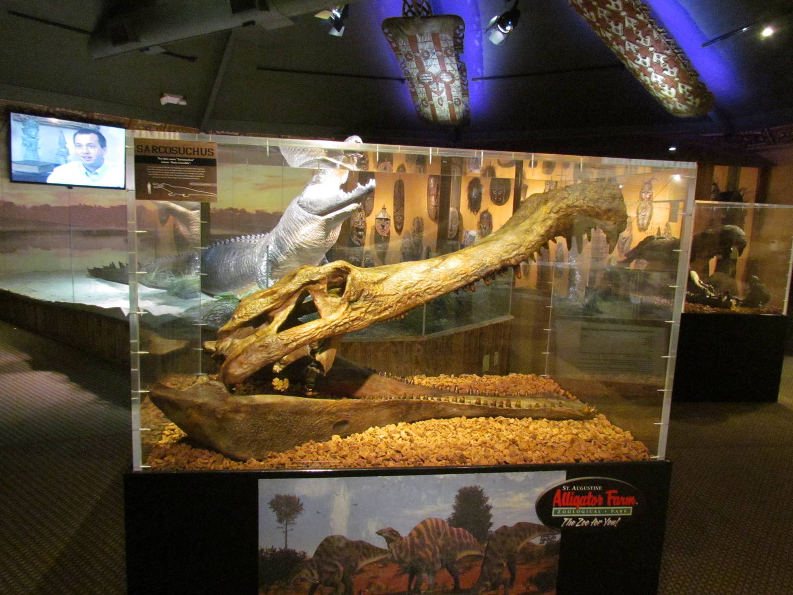 Sarcosuchus imperator replica fossil skull