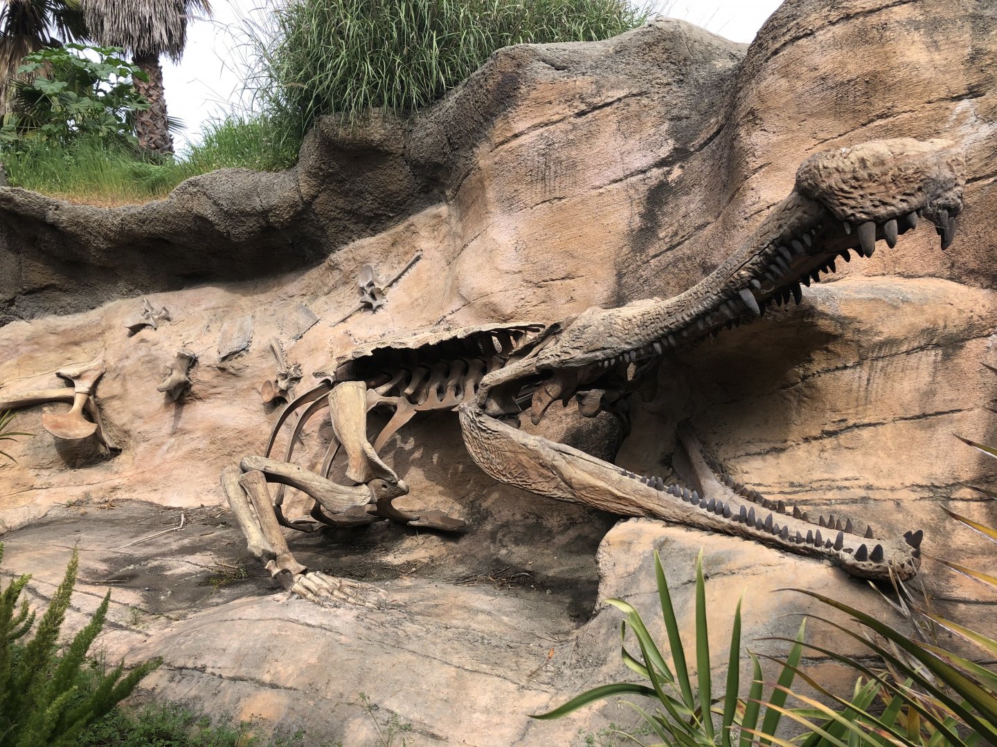 Sarcosuchus imperator skeleton replica