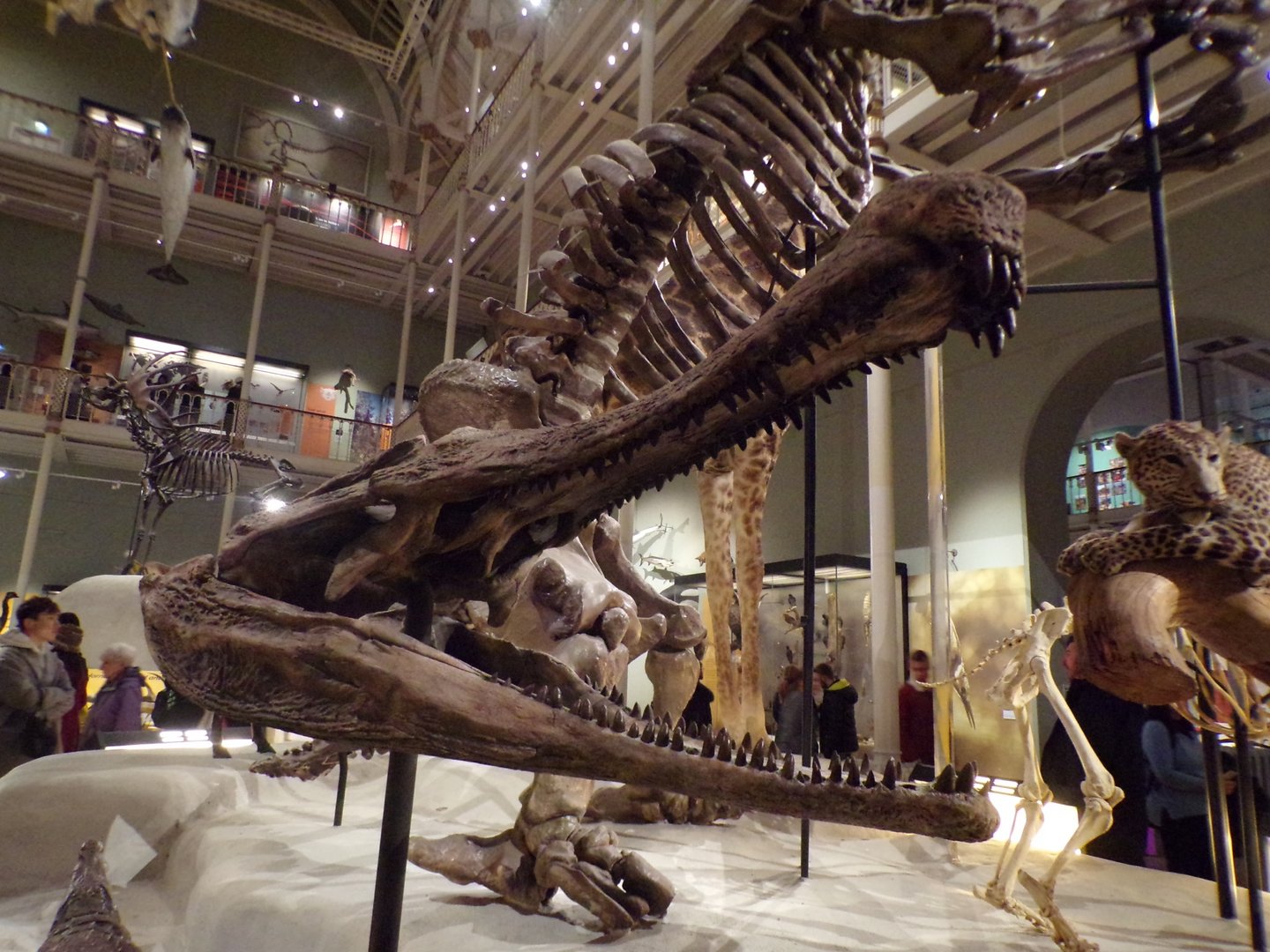 Sarcosuchus skull 30.12.22