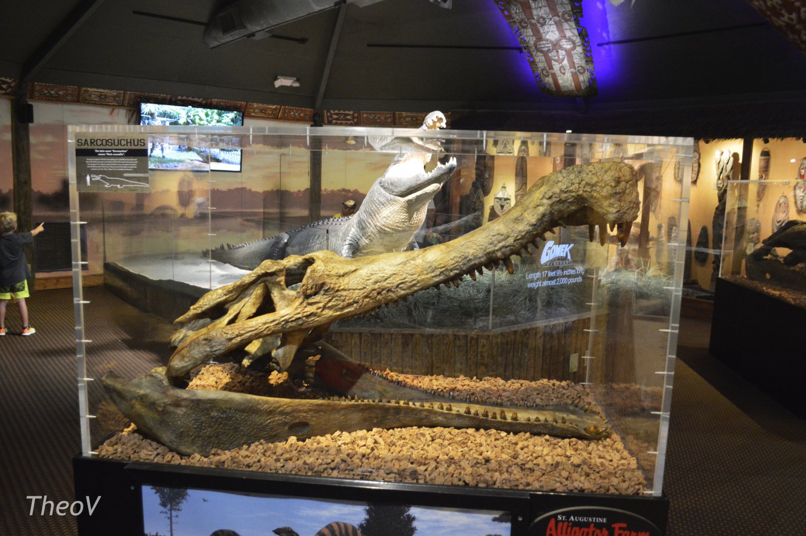 Sarcosuchus skull replica [2017]