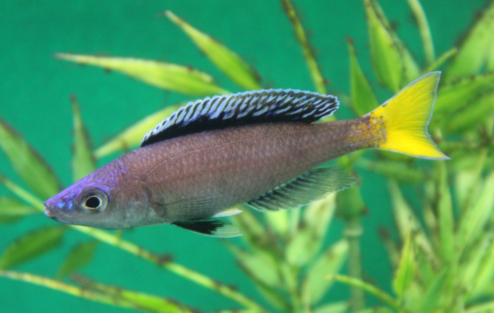 Sardine cichlid - Cyprichromis leptosoma Mpulungu - male