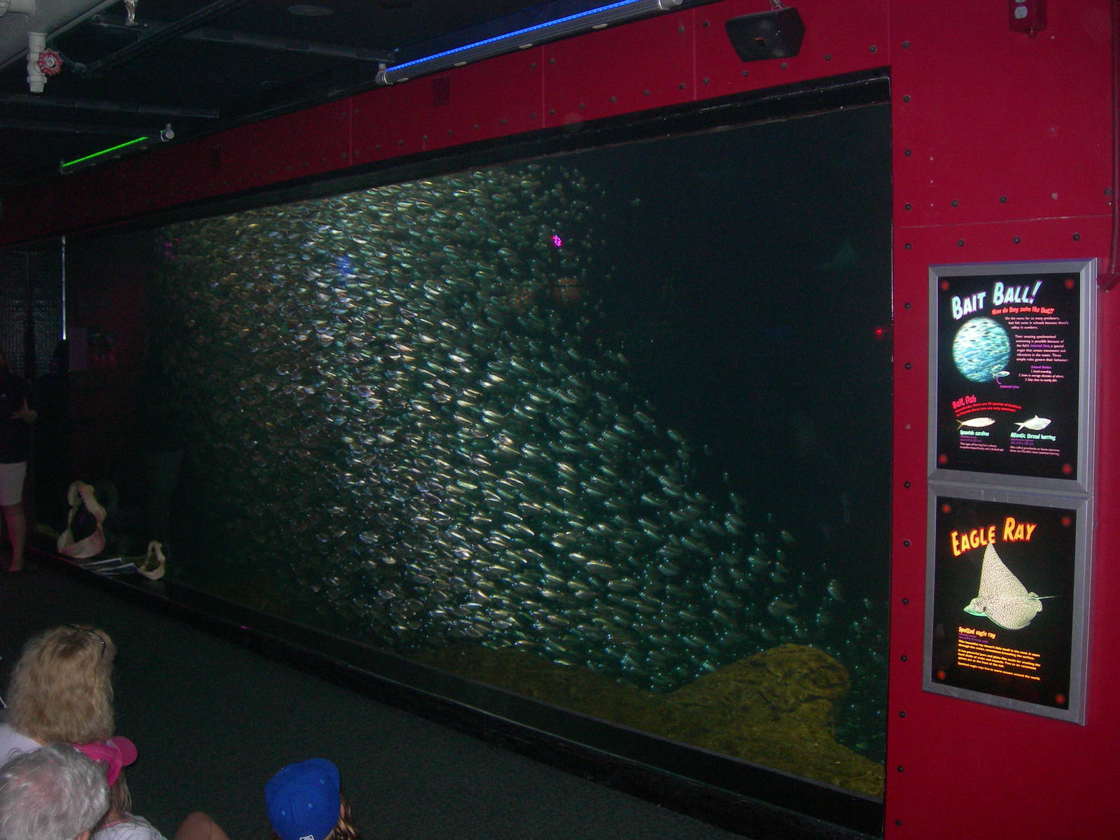 Sardine/Herring Tank