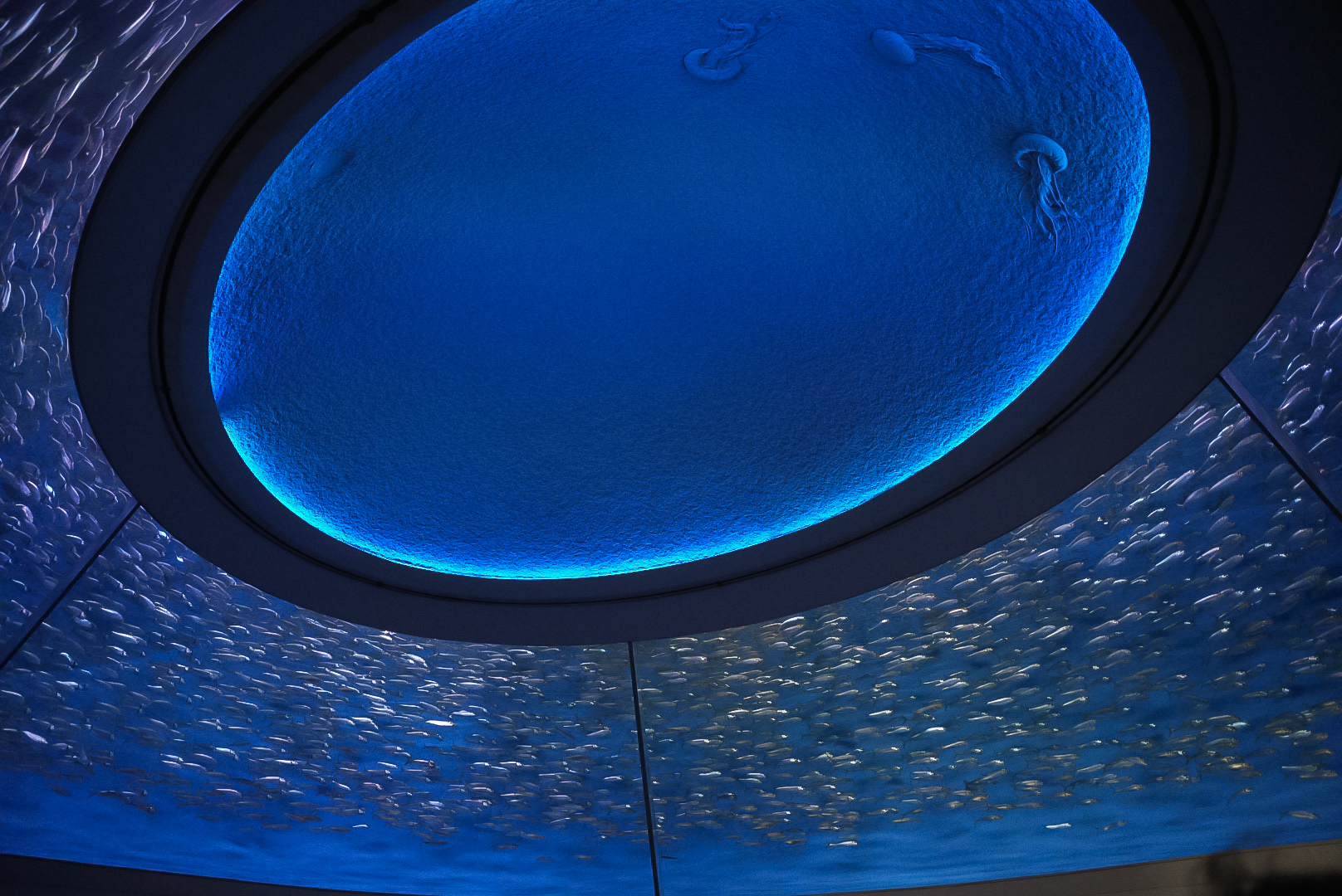 Sardine Ring (Open Sea entrance)