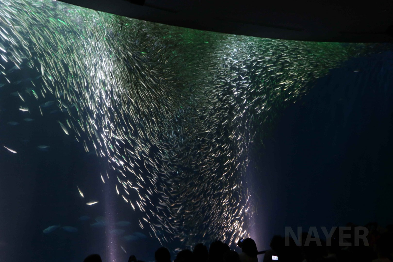 Sardine show! October 2017