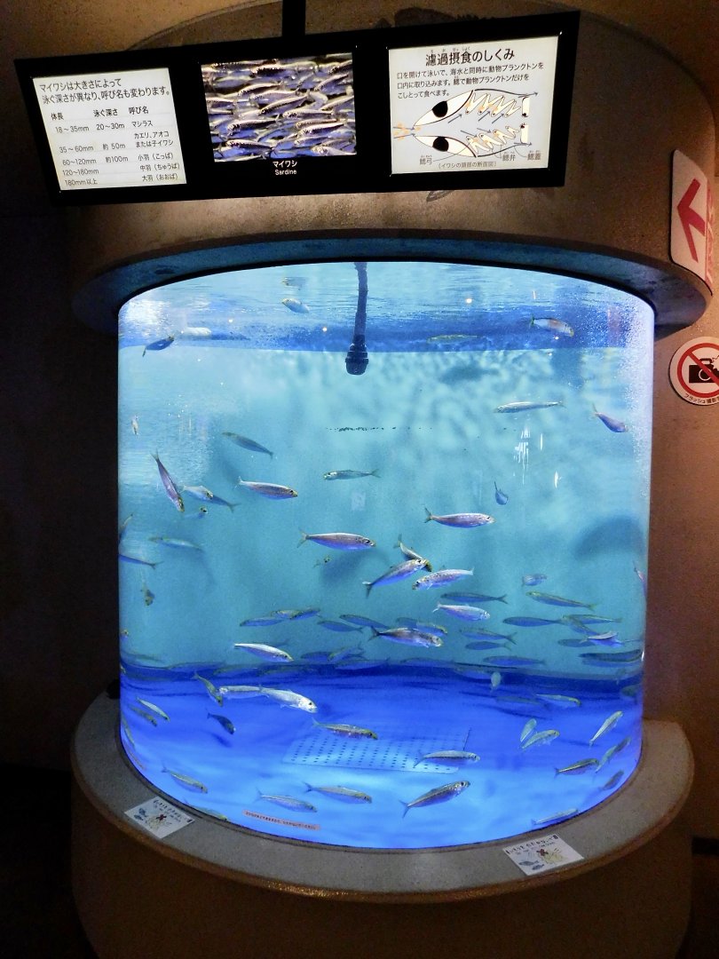 Sardine Tank October 26, 2025