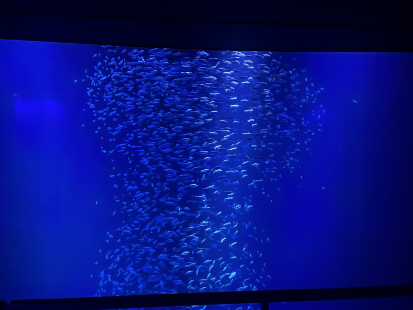 Sardine Tank