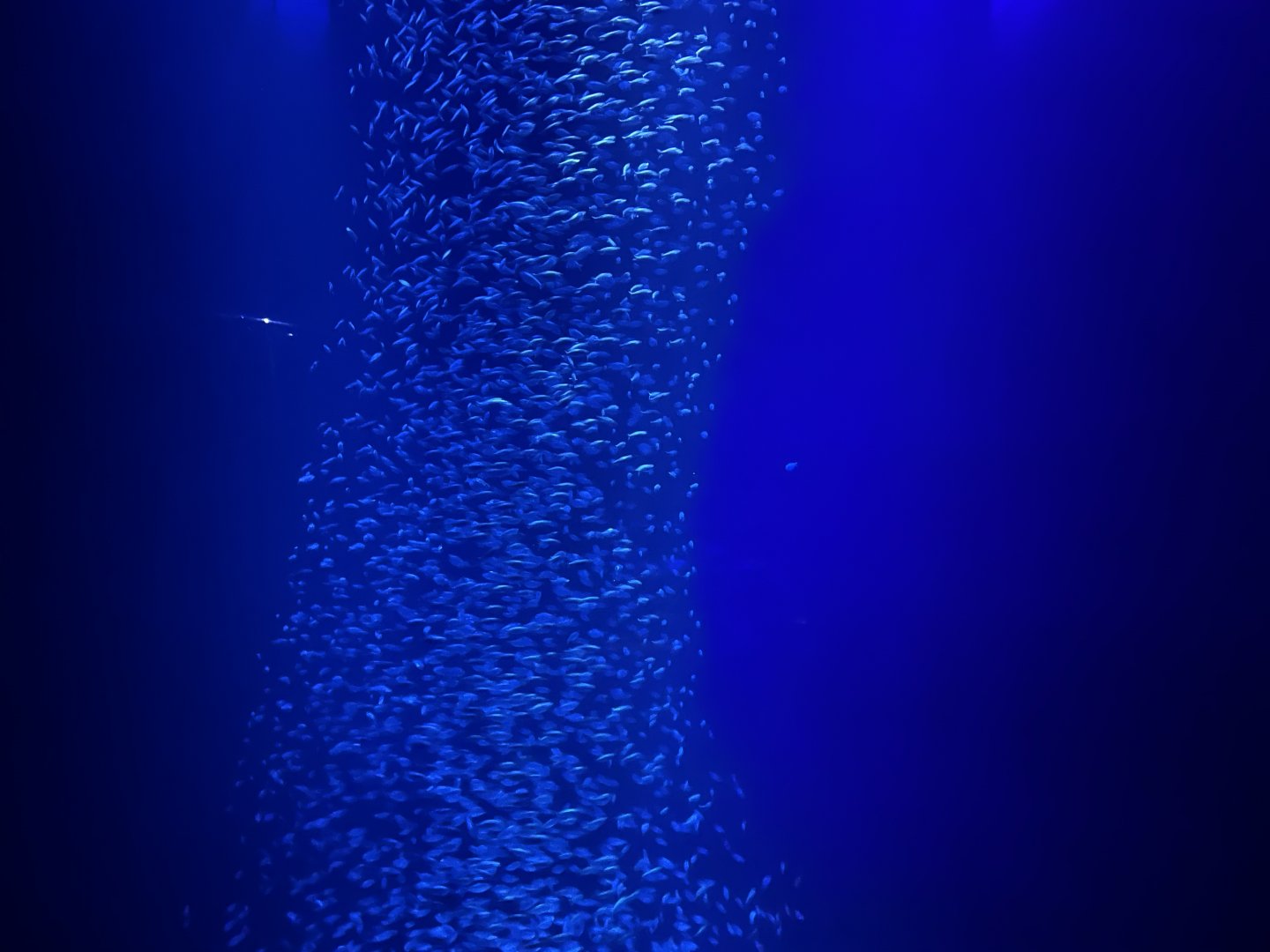 Sardine Tank