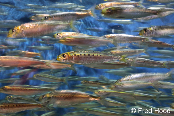 sardines schooling