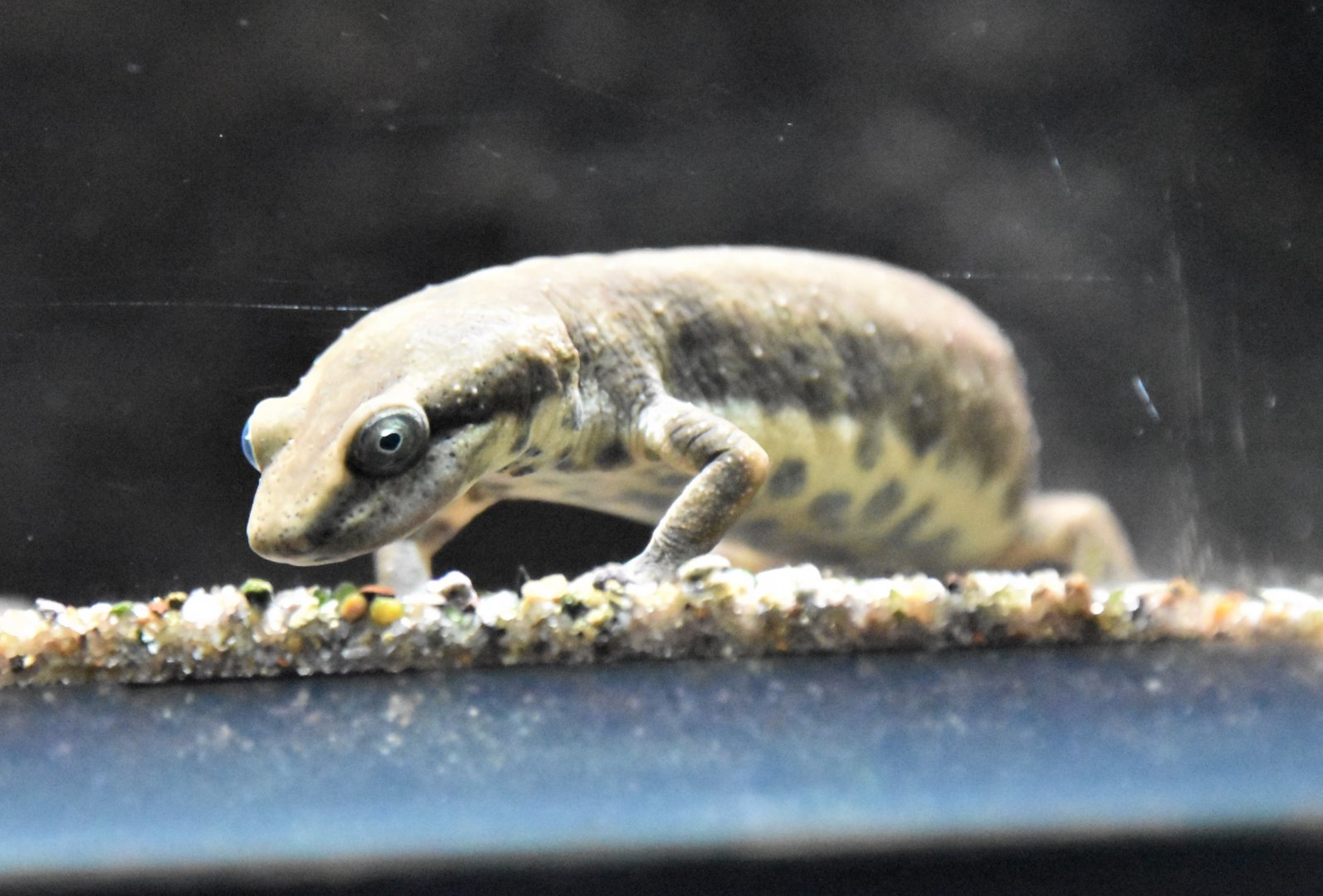 Sardinian brook newt