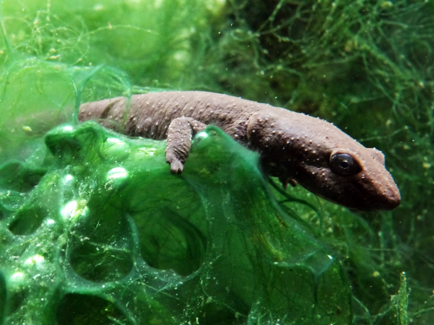 Sardinian Brook Newt