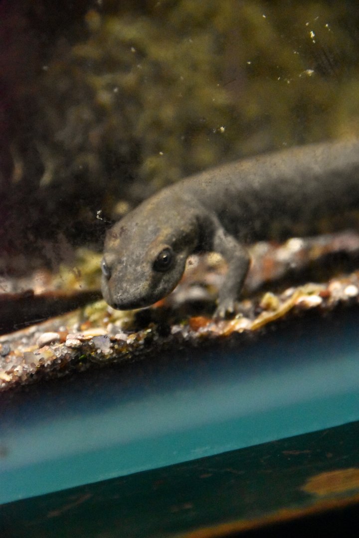 Sardinian brook salamander (29/10/23)