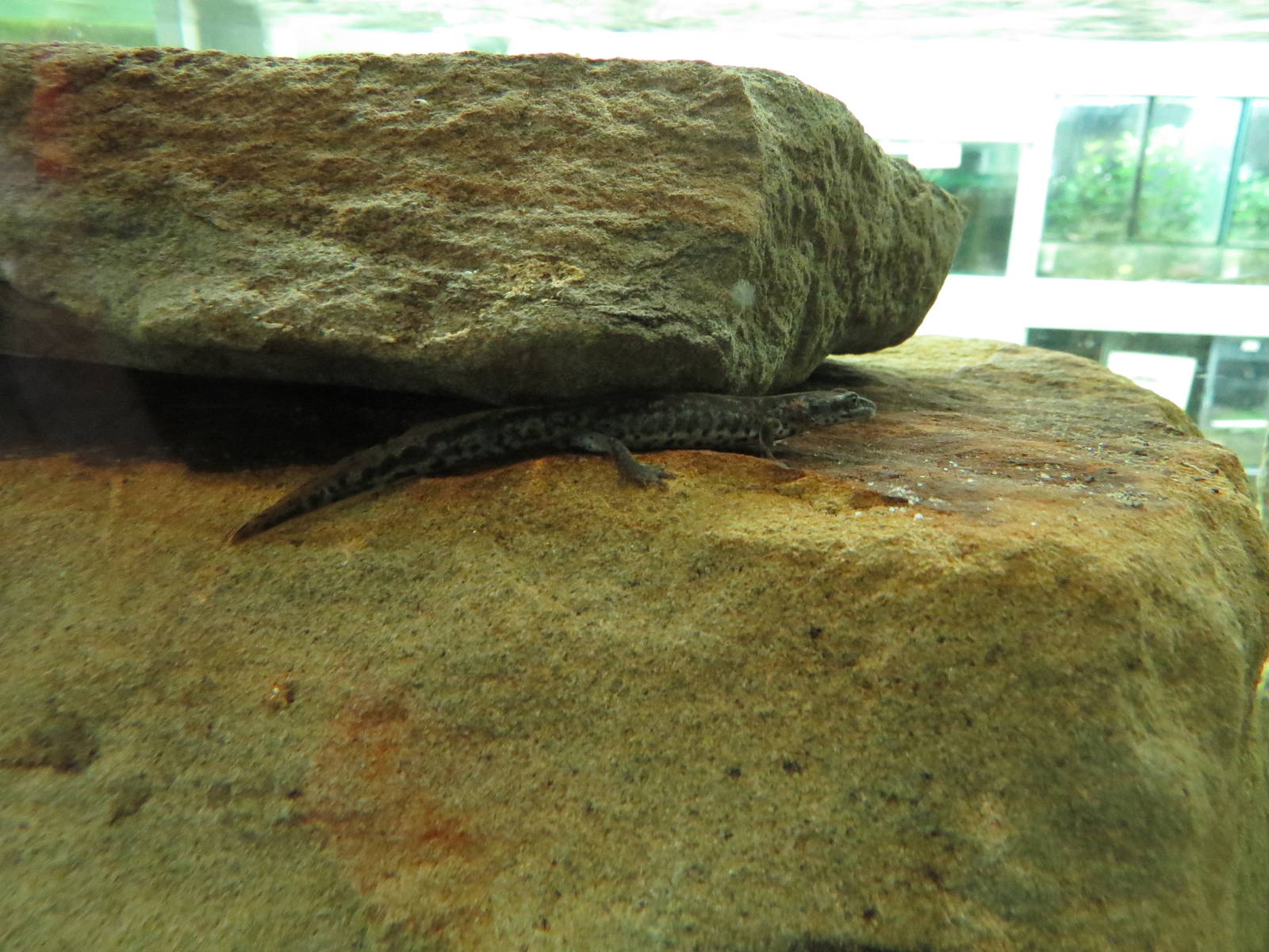 Sardinian brook salamander, July 2015.