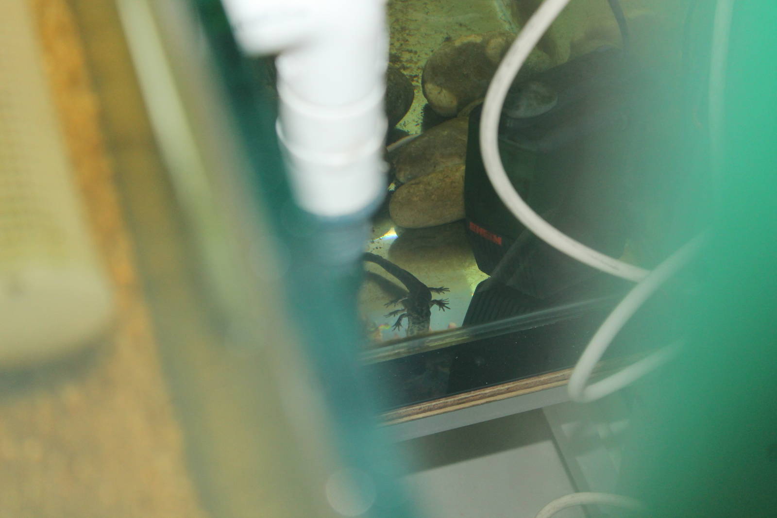 Sardinian Brook Salamander London 2013